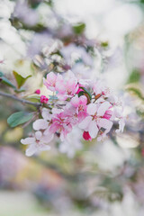 Pink apple tree flowers