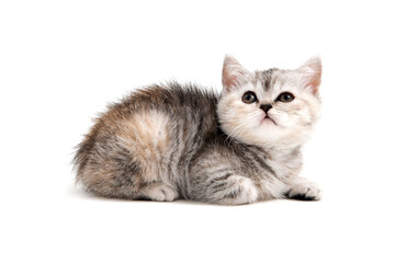 A gray purebred kitten lies on a white background