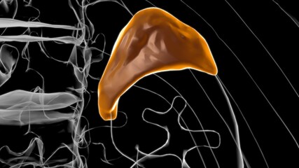 Adrenal Gland Anatomy For Medical Concept 3D