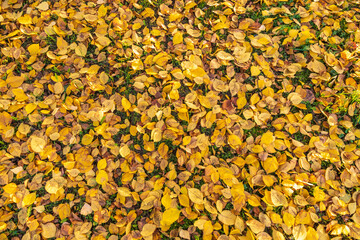 Orange and yellow fallen leaves in the sunlight.