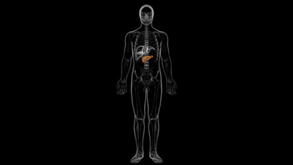 Human Digestive System Pancreas Anatomy For Medical Concept 3D