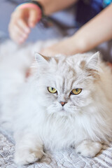 Girl stroking British longhair white cat at home