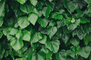 Fototapeta na wymiar Green leaves pattern background minimalism copy space