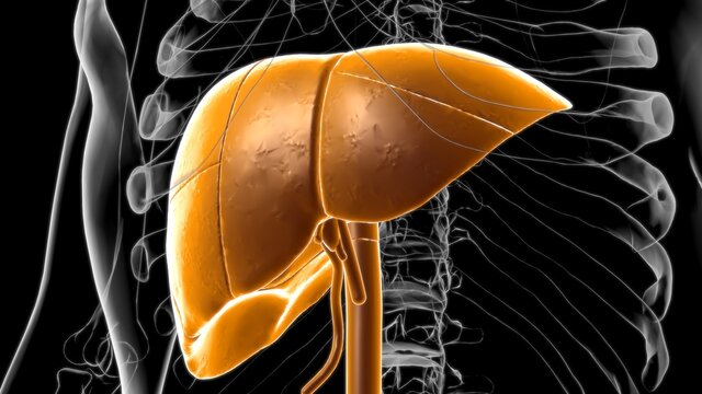 Liver Human Digestive System Anatomy For Medical Concept 3D