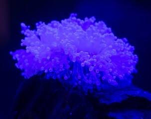 coral