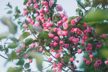 Obraz premium Apple tree branches with pink flowers