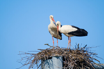 Storks standing in nest on sunny day