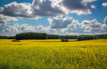 Beautiful landscape with field of yellow canola (Brassica napus L.) and cloudy blue sky