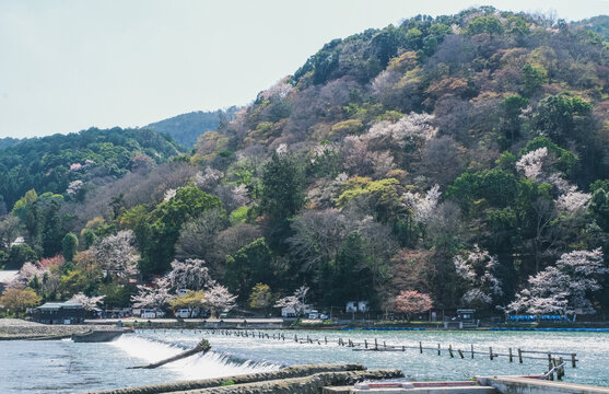 春の京都嵐山 - Spring of Arashiyama, Kyoto, Japan