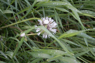 flower, nature, plant, green, flowers, spring, leaf, white, tree, flora, bloom, garden, summer, blossom, branch, fresh, leaves, close-up, bush, natural, grass, closeup, macro, foliage, beautiful