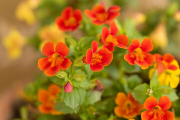 small red and yellow flowers in the field in daylight