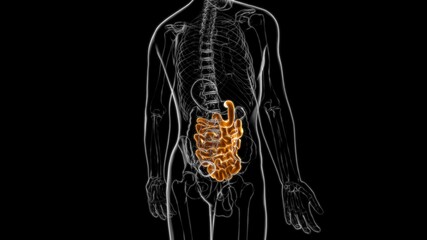 Small Intestine 3D Illustration Human Digestive System Anatomy