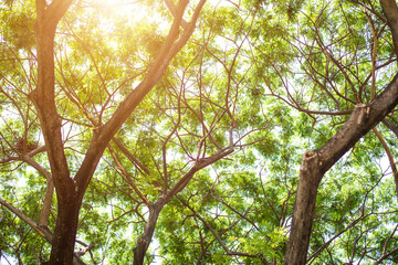 Great old trees with green foliage to shade and oxygen the world with sunlight and blue sky background.