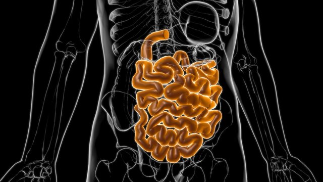 Small Intestine 3D Illustration Human Digestive System Anatomy