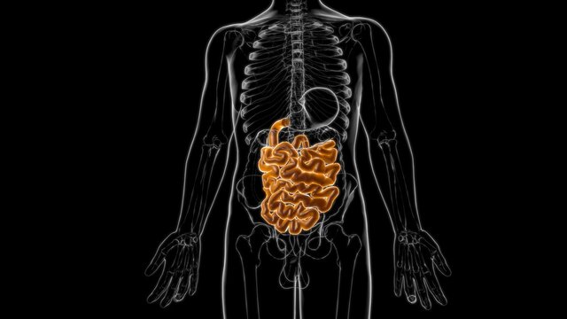 Small Intestine 3D Illustration Human Digestive System Anatomy