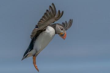 Atlantic Puffin