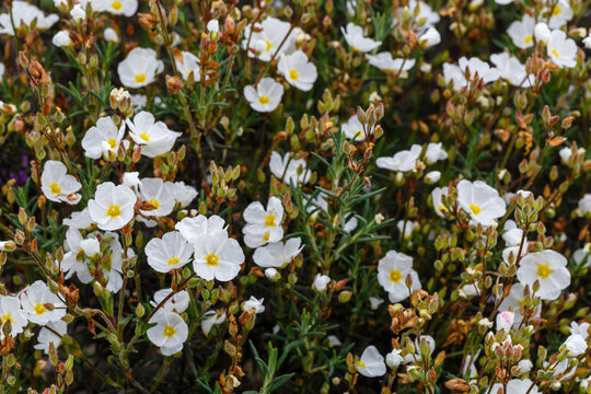 Halimium umbellatum plant, with its white petals flowers.
