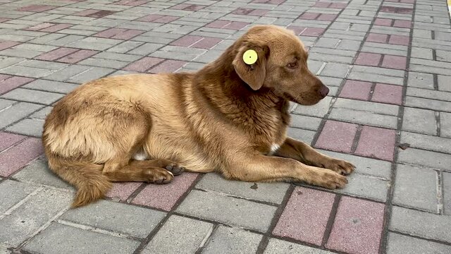 A stray neutered brown dog with a chip in its ear. Sad mongrel lying on the road in the city. Abandoned lone pet on the sidewalk in a summer Park.