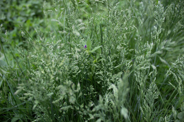 flower, nature, plant, green, flowers, spring, leaf, white, tree, flora, bloom, garden, summer, blossom, branch, fresh, leaves, close-up, bush, natural, grass, closeup, macro, foliage, beautiful