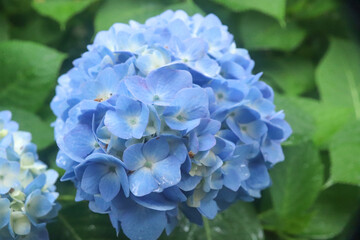 あじさい 紫陽花 アジサイ ブルー 鮮やか 花びら かわいい 雨 梅雨 6月 リラックス グリーン 