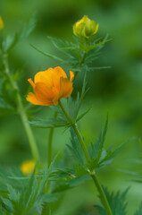 Naklejka premium Asian globeflower (Trollius asiaticus) close up