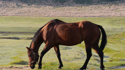 雄大熊本県阿蘇山草千里の、筋骨隆隆たる体をした馬