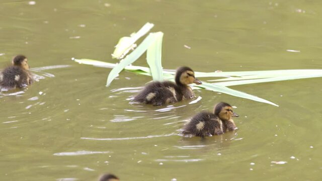 A family of ducks swims across a small lake. Close up of ducklings swimming with their mother duck. 