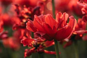 Light red tulips in natural soft light