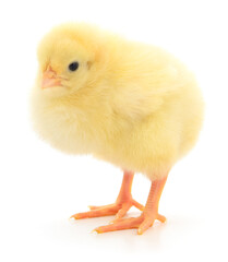 Small yellow chicken