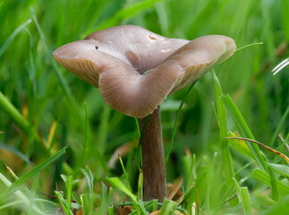 Der Pilz Ausblassender Gabeltrichterling auf einer Wiese im Frühling