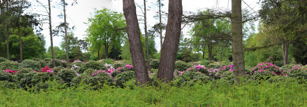 Panorama photo of a rhododendron farm in a peat area