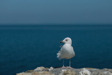 A seagull (Larus) on the background of the blue sea. White bird looks at the camera