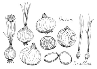 Onion. Whole and sliced vegetable. Rings, sprigs, plant with flower, green onions, scallion. Ink botanical vintage illustration. Isolated clipart set on white background.