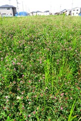 Fototapeta premium 宅地開発進む初夏の野原の草むら風景