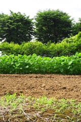 初夏の枝豆畑と柿の木と欅風景