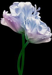 Purple  and blue  tulips  Flowers on  black isolated background.  For design.  Closeup. 