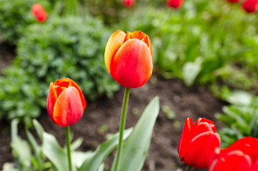 Beautiful tulip flowers blooming in a garden. Beauty tulip plant in the spring garden in rays of sunlight in nature. Blur background with bokeh image, selective focus