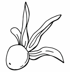 Physalis linear drawing. Line art. White background, isolate. Vector illustration.