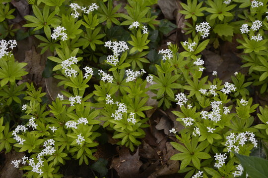 Galium Odoratum, Sweetscented Bedstraw, Is A Flowering Perennial Plant In The Family Rubiaceae.