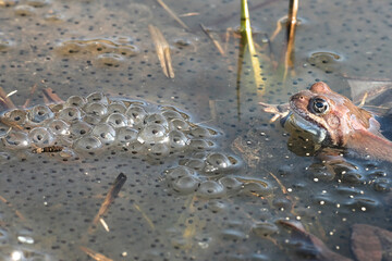 Common frog, Rana temporaria, also known as the European common frog, European common brown frog and European grass frog, on a pond filled with spawn