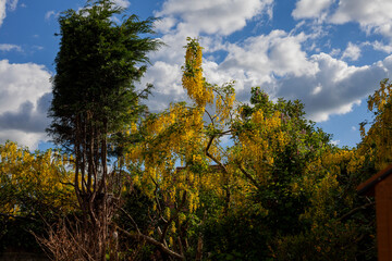 Laburnum watereri in full majestic bloom during late Spring/early Summer against a clear crystal sky and fluffy white clouds.
