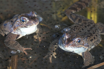 Common frog, Rana temporaria, also known as the European common frog, European common brown frog and European grass frog, on a pond filled with spawn