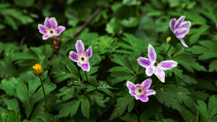 the butterfly effect - Der Schmetterlingseffect