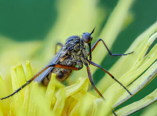 Gewürfelte Tanzfliege (Empis tesselata) in einer Löwenzahnblüte