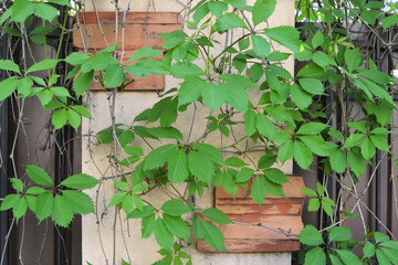 Background Of Wild Grape Leaves On Fence and Wall