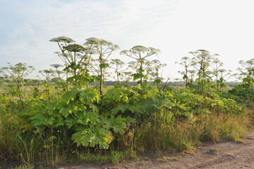 Aggressive dangerous plant Giant Hogweed (heracleum sphondylium)