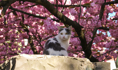 Cat enjoying the view under the cherry blossom. Ukraine, May 2021