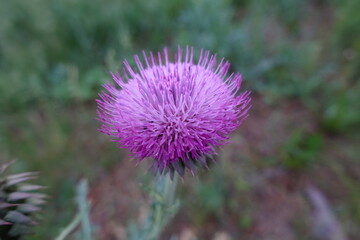 A Bunlike Field Plant with Purple Flowers 