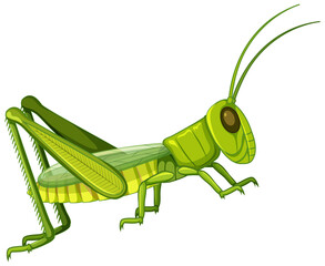 Grasshopper body close up isolated on white background