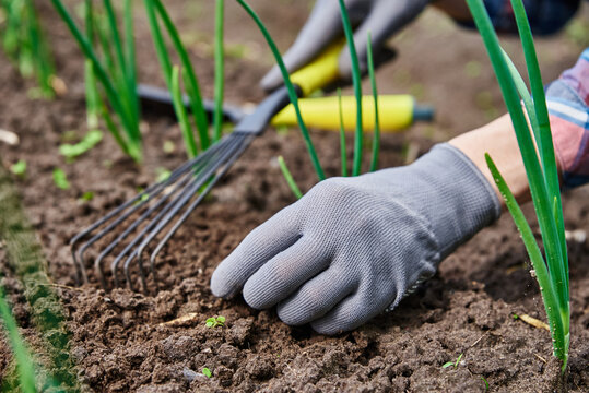 Gardener in gloves weeding onion in backyard garden with rake. Garden work and plant care. Farmer gardening and harvesting
